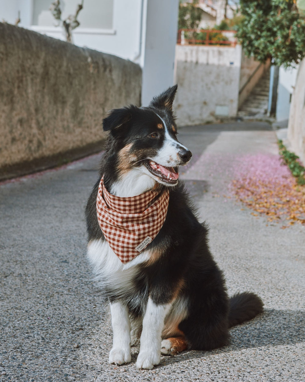 Bandana pour chien vichy chocolat