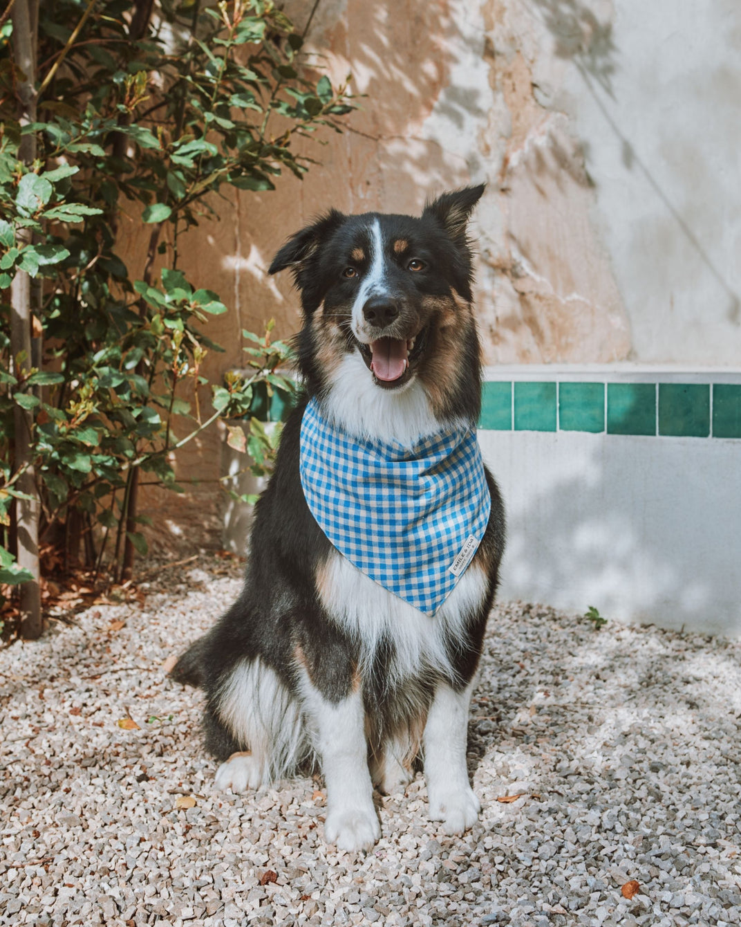 Bandana pour chien vichy lagon
